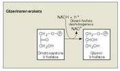 1. Irudia: Glizerina ez da gilizerina eran sintetizatzen, glizerol-3-fosfato gisa geratzen baita. Gantzen sintesia eragiten duen aitzindaria da glizerol-3-fosfatoa.<br>
